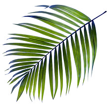 Palm Tree Leaf