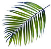 Palm Tree Leaf