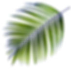 Palm Tree Leaf