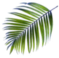 Palm Tree Leaf