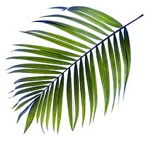 Palm Tree Leaf