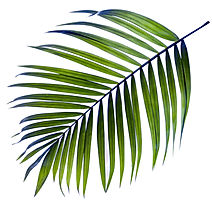 Palm Tree Leaf