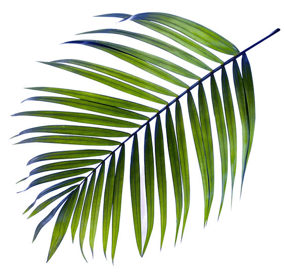 Palm Tree Leaf