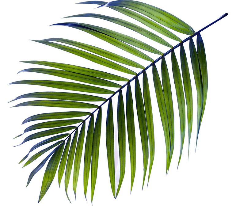 Palm Tree Leaf