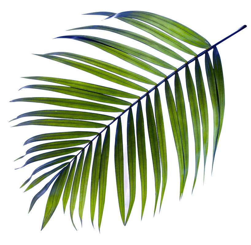 Palm Tree Leaf