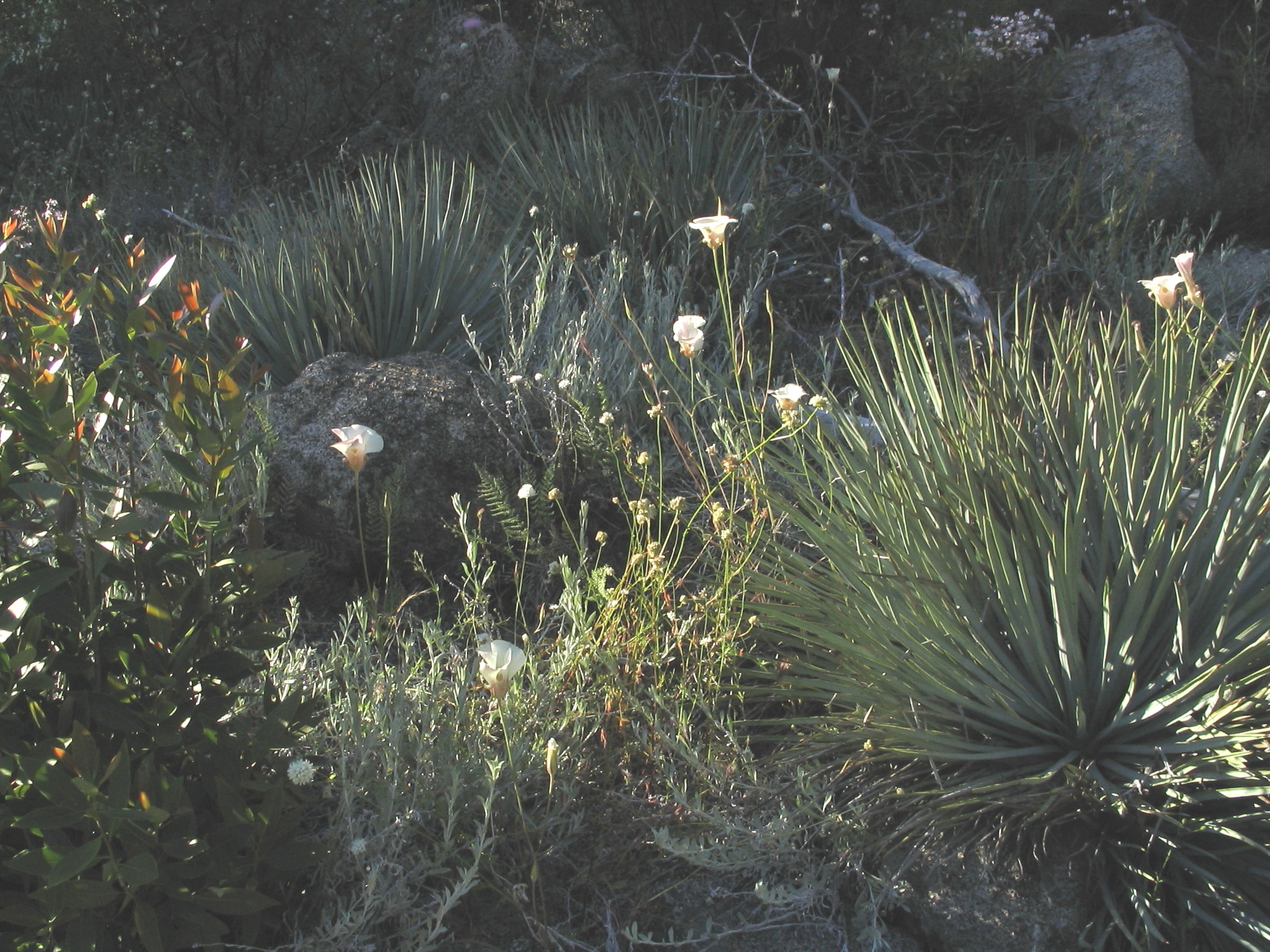 Kings Canyon 2