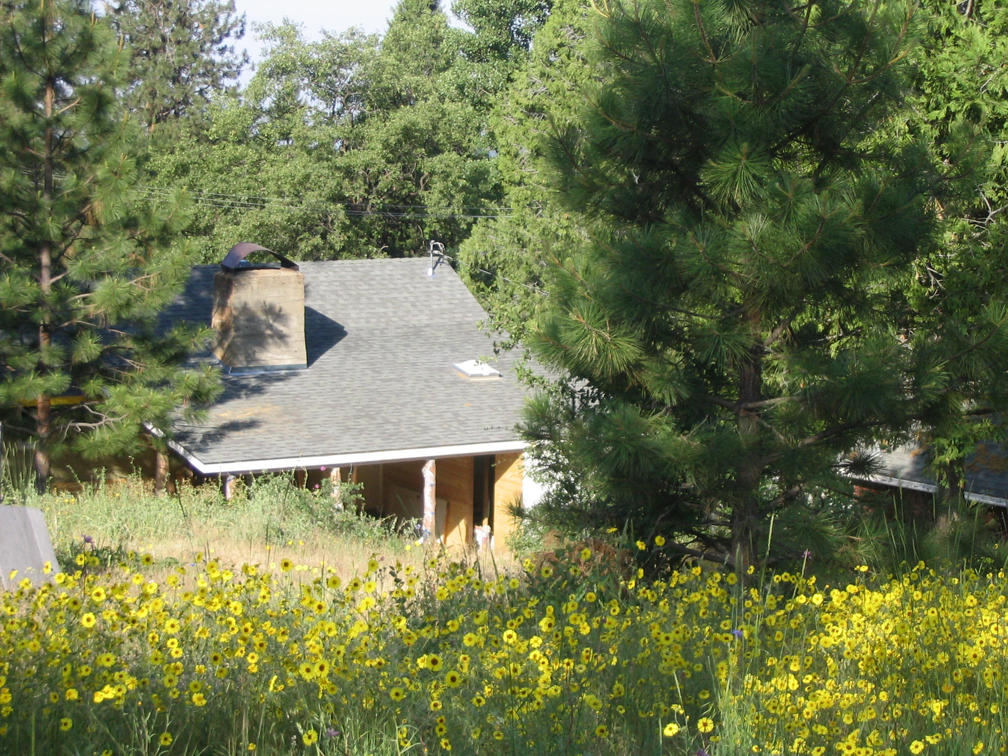 fivespot back yard 3