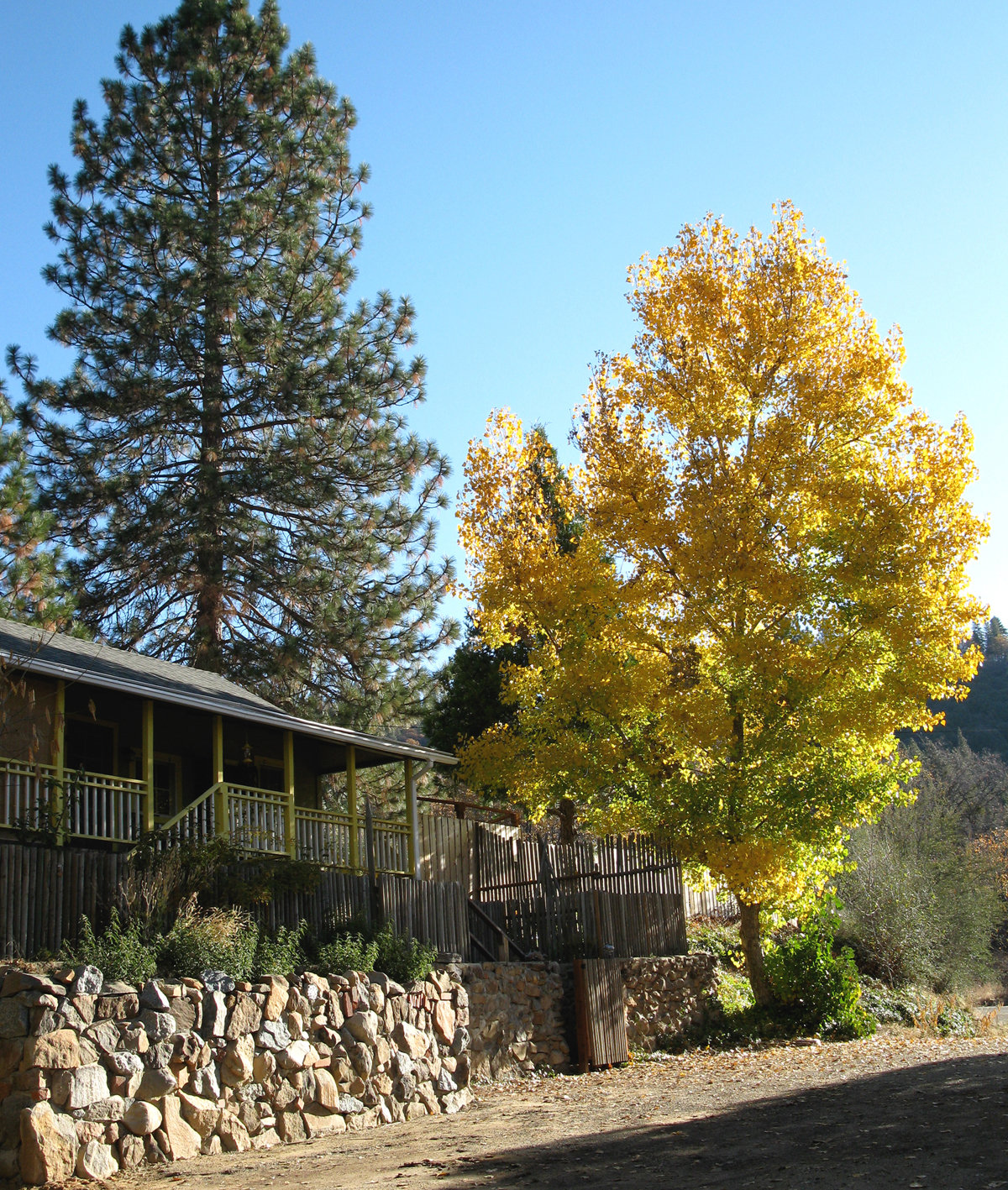 fivespot, fall color