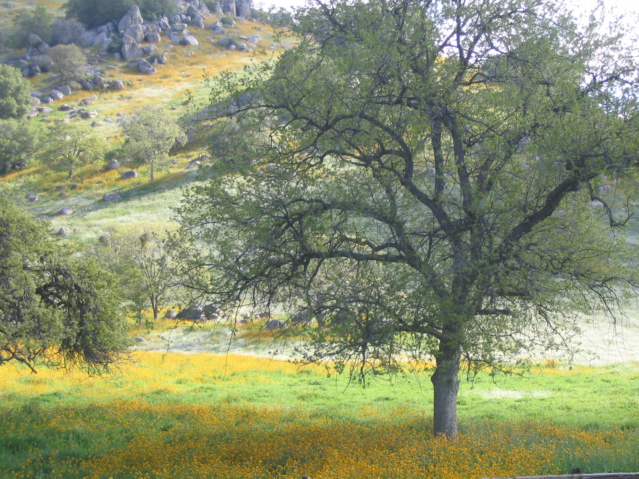 spring foothills 1