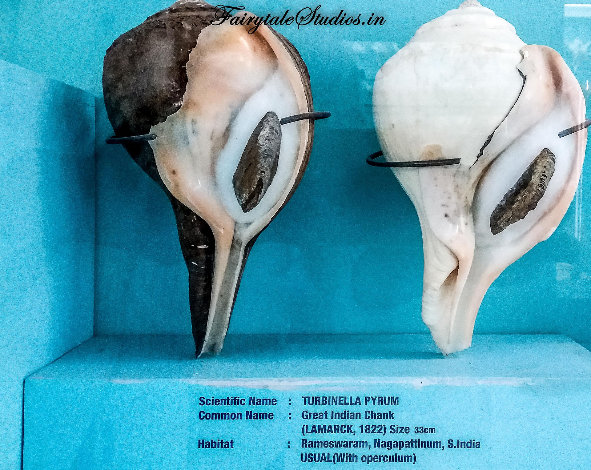 Seashell Museum_Mahabalipuram_Fairytale Travel Blog (2)