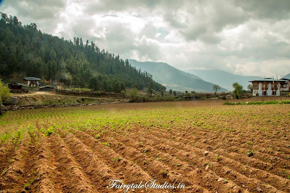 Phobjikha_Gangtey Valley_Bhutan_Fairytal