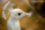 Fairytale Studios - Bird Photography