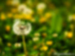 Dandelions at Dochula Pass, Thimphu, Bhutan