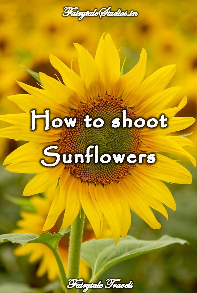 Shoot Sunflowers around Hampi