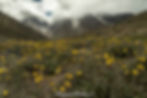 Bara Shigri glacier with yellow flowers in the foreground as seen from the Kunzum Pass, Spiti Valley