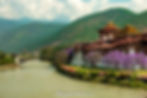 Punakha Dzong surrounded by blooming jacaranda trees, Punakha - Bhutan