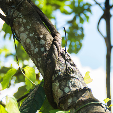 ayahuasca