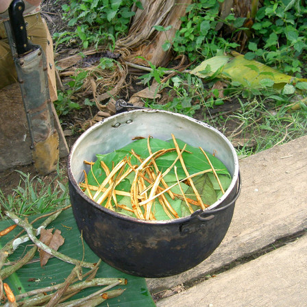 Ayahuasca Preparation