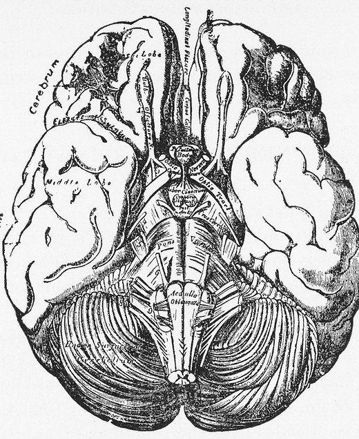 BrainWhite.JPG