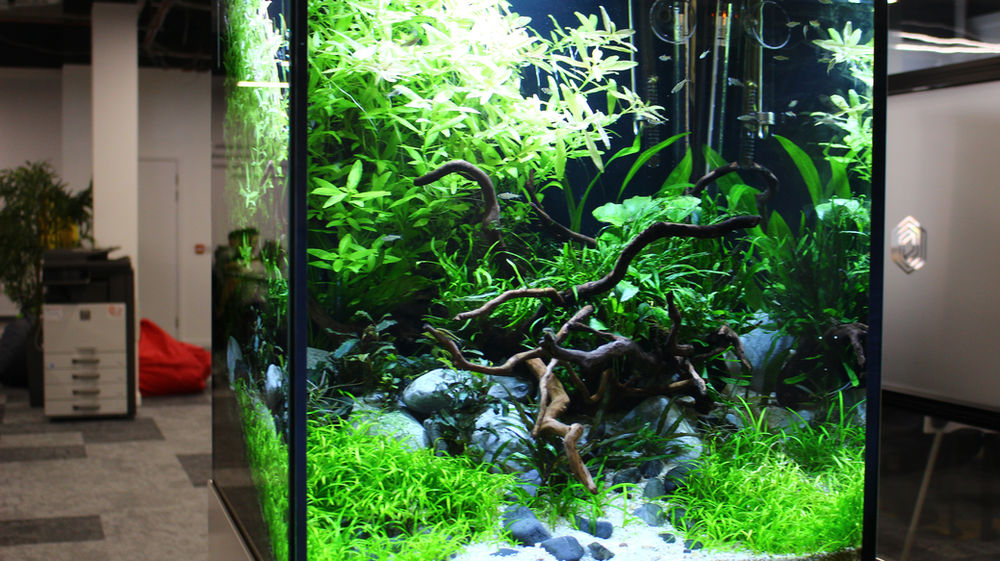 THE THERAPEUTIC EFFECT OF AN AQUARIUM IN THE WORKPLACE