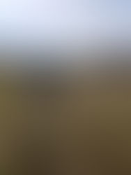 Spring Verti-cutting