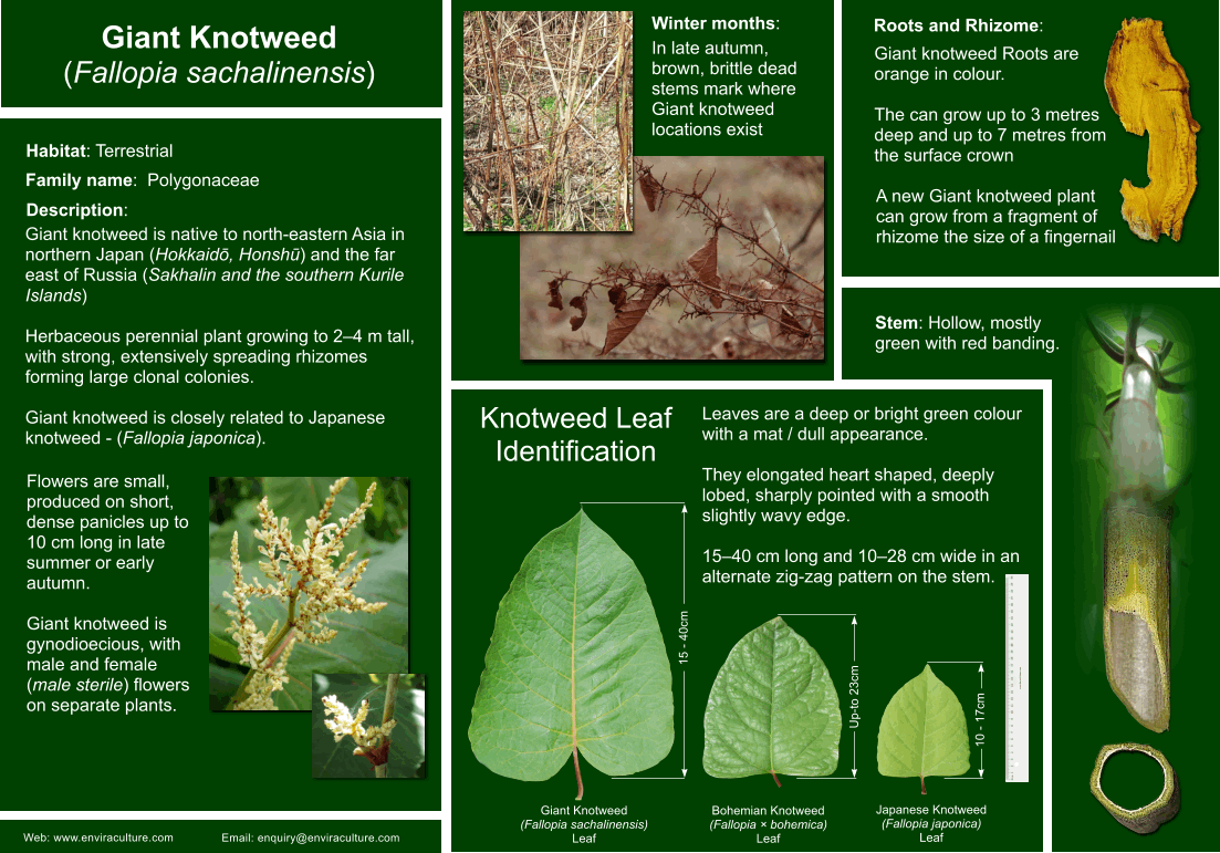 Giant knotweed - Fallopia sachalinensis ID Guide