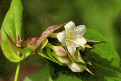 Himalayan honeysuckle - Leycesteria formosa 1