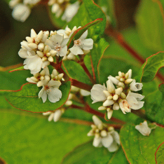 Himalayan Knotweed - Persicaria wallichii flower 2