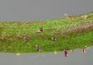 Clover broomrape Biodiversity Medium Risk Invasive Species 14