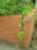 Japanese knotweed growing through brick wall