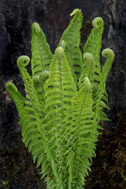 Ostrich fern - Matteuccia struthiopteris 2