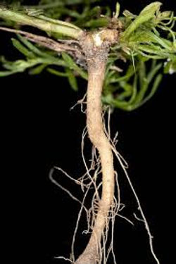 Canadian-fleabane - Conyza canadensis 50