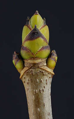 Sycamore - Acer pseudoplatanus 15