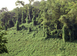 Mile-a-Minute Weed - Persicaria perfoliata