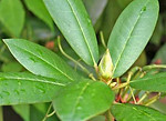 Rhododendron - Rhododendron ponticum Leaf and Flower Bud