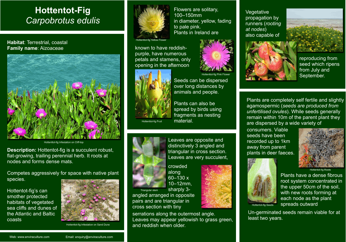 Hottentot-fig ID Guide