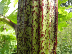 Giant Hogweed - Heracleum mantegazzianum Stem 5
