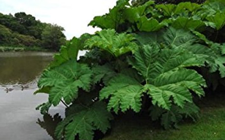 Giant Rhubarb - Gunnera tinctoria Riverside