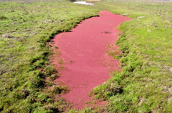 Water fern - Azolla filiculoides infestation