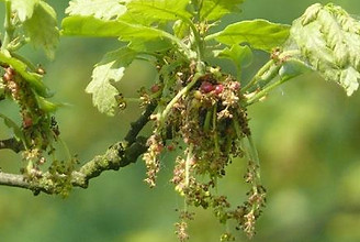 Clover broomrape Biodiversity Medium Risk Invasive Species 14