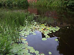 Fringed Water-lily