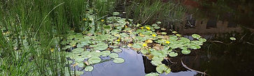 Fringed Water-lily