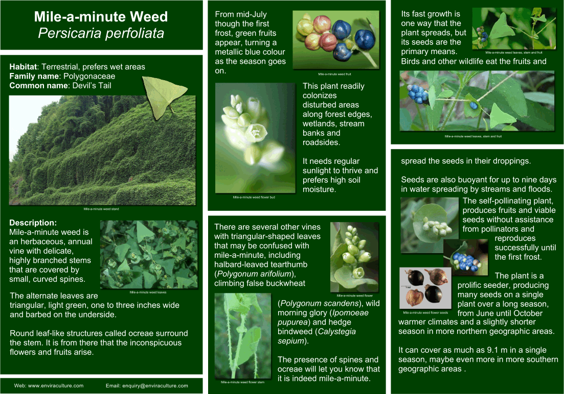 Mile-a-minute Weed Infestation - Alien Invasive weed management & control