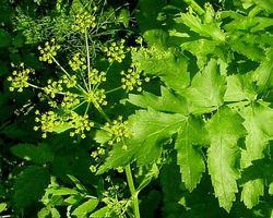 Wild parsnip - Pastinaca sativa 1
