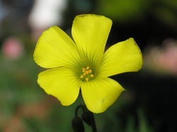 African woodsorrel