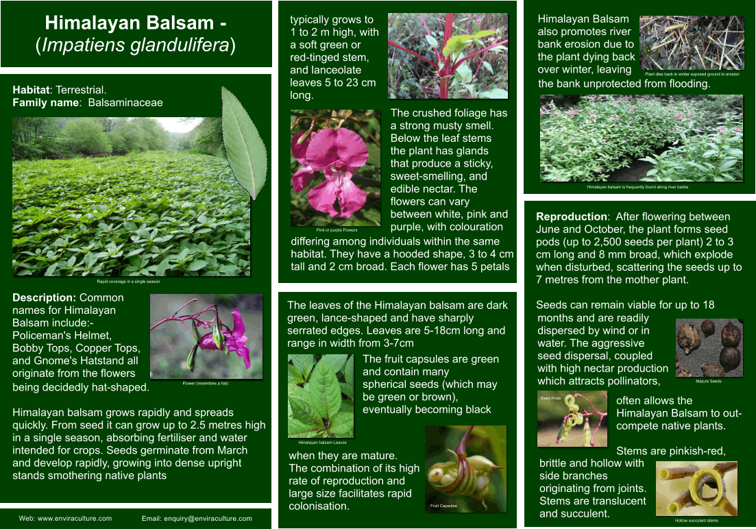 Himalayan balsam - Impatiens gladuliera ID Guide