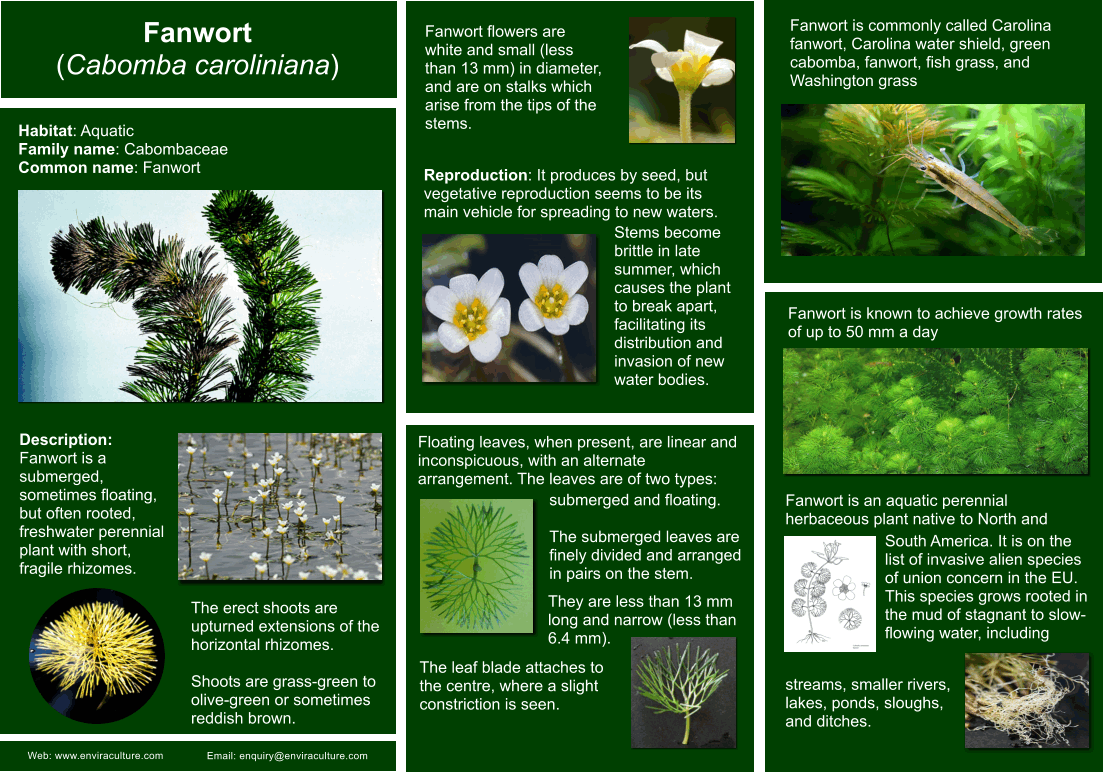 Fanwart - Cabomba caroliniana ID Guide