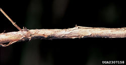 Japanese honeysuckle - Lonicera japonica 29