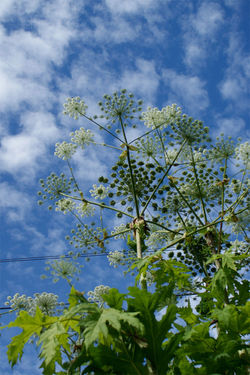 Giant Hogweed - Heracleum mantegazzianum Flower 5