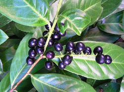 Cherry Laurel - Prunus laurocerasus 17